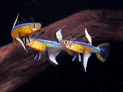 pseudomugil cyanodorsalis in parata