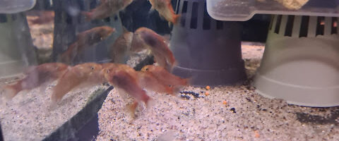 cibo vivo in acquario