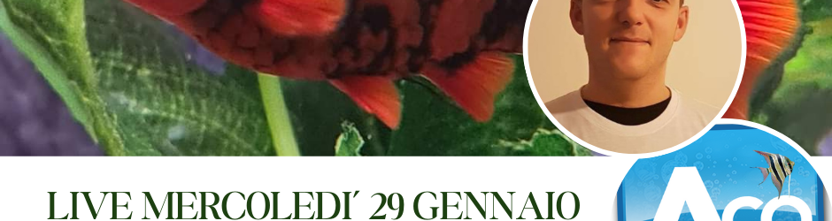 live acquasocial con konrad wasik su xiphophorus helleri