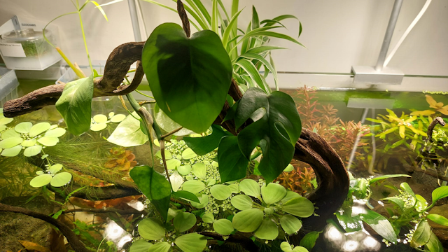 Acquario di recente avvio con fondo misto, inerte e allofano nella parte posteriore 