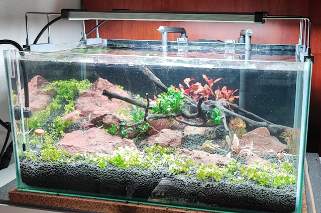 Acquario recentemente avviato con fondo allofano