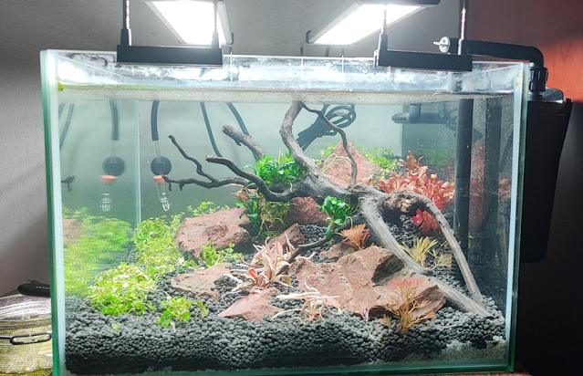 Acquario recentemente avviato con fondo allofano
