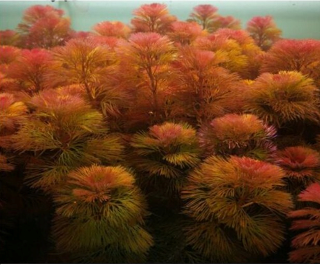 cabomba furcata