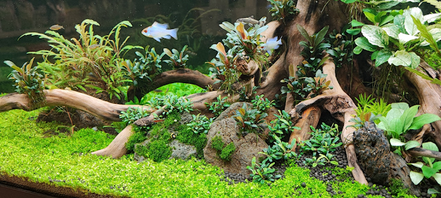 acquario con pesci e piante