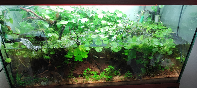 acquario ben avviato