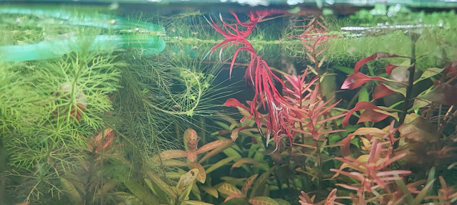 acquario pieno di piante