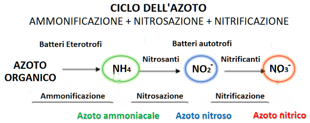 ciclo dell'azoto