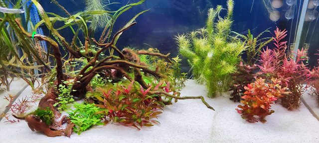 acquario di recente avvio con fondo inerte