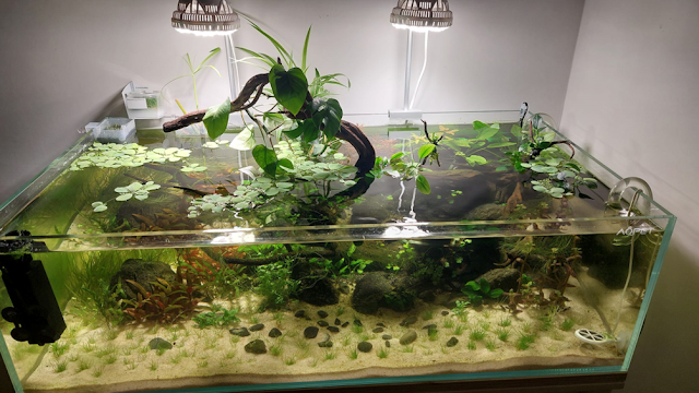 Acquario di recente avvio con fondo misto, inerte e allofano nella parte posteriore 