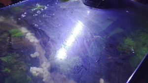 biofilm in acquario