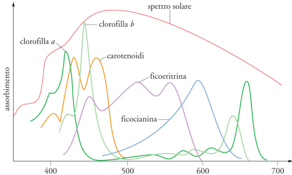 clorofilla nei cianobatteri
