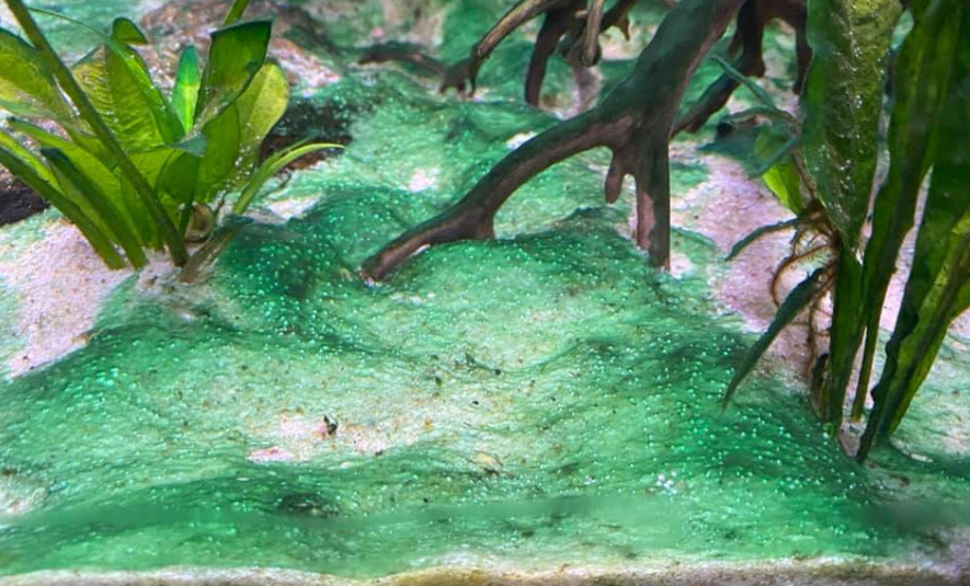 cianobatteri in acquario