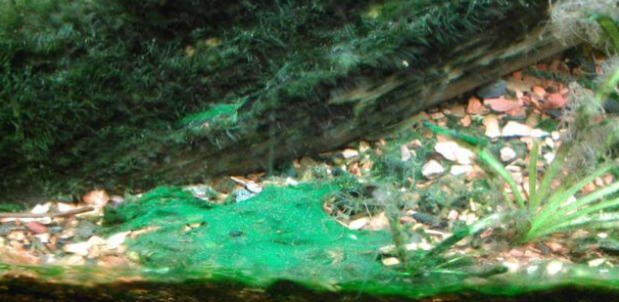 cianobatteri in acquario