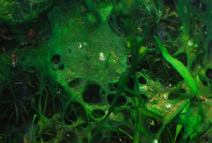cianobatteri in acquario