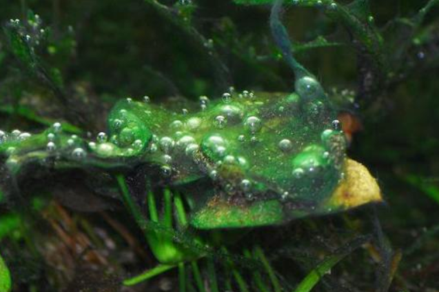 cianobatteri in acquario