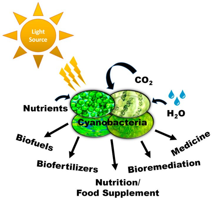 cianobatteri e nutrienti