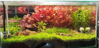 Acquari Con CO2 inserita da subito a distanza di meno di 2 mesi