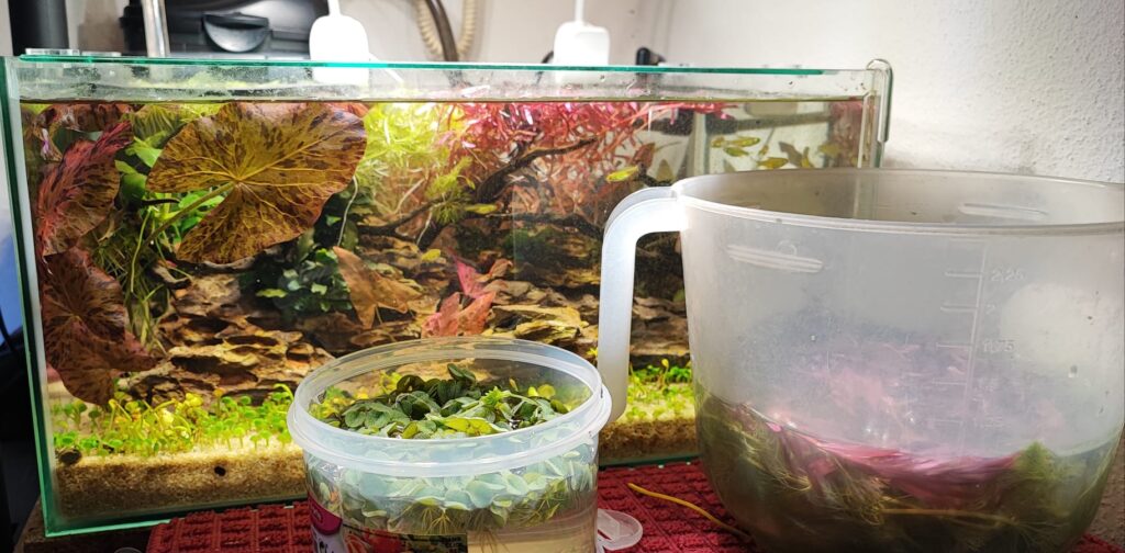 acquario con co2 inserita con bombola ricaricabile con acido citrico e bicarbonato