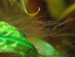 STAGHORN