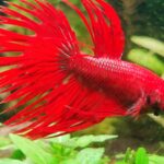 Il Betta splendens: come allevarlo rispettandone le esigenze
